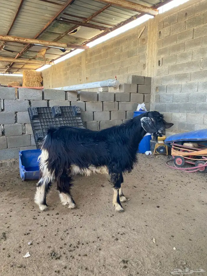 تيس فحل احو أجم صنف 7