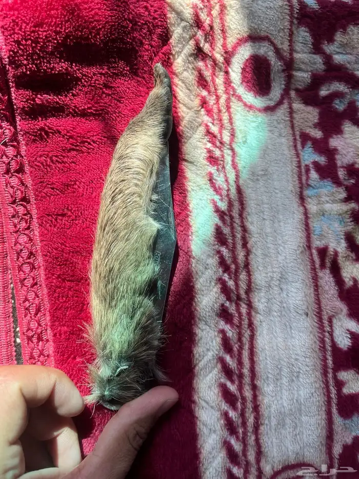 سكين عطافي ملبسه جلد وبر بري 4