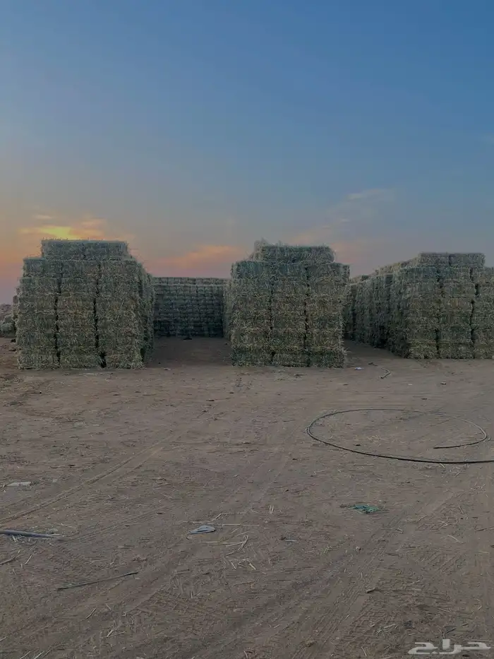 ذرة خضراء امريكي جديدة ( علف ) 1