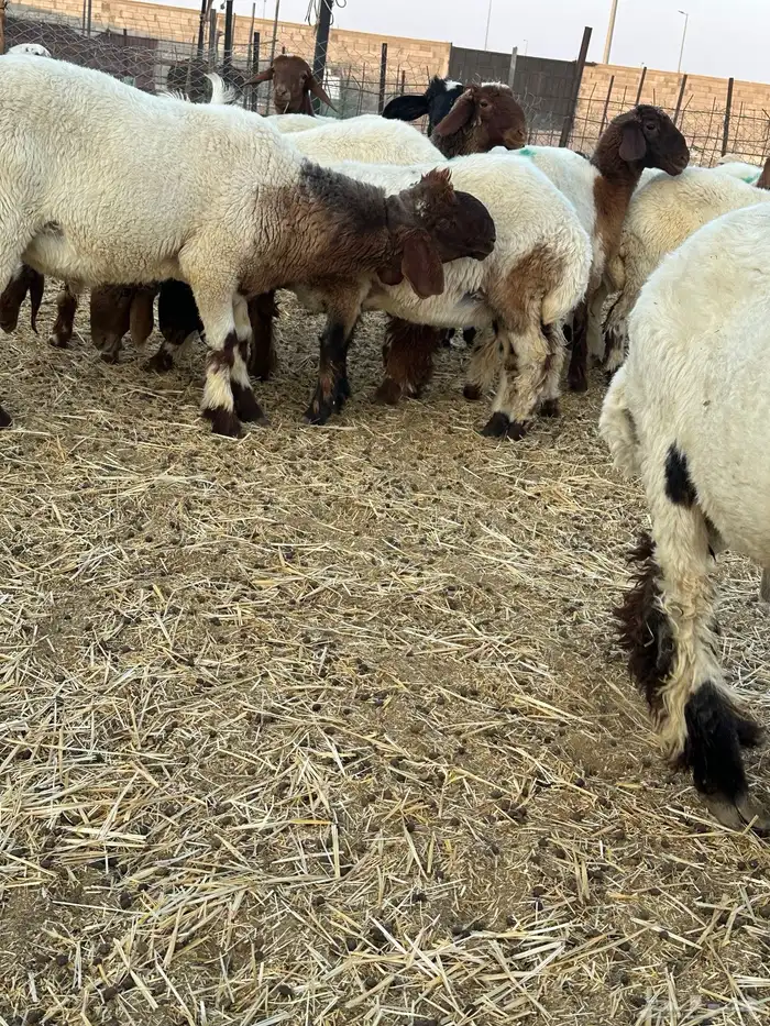 للبيع جذعان صنف مشاريع فحول 2