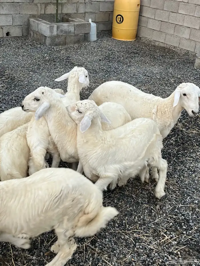 خرفان حريات( تم البيع) 0