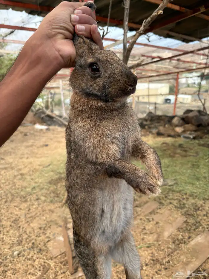 أرانب للبيع 0