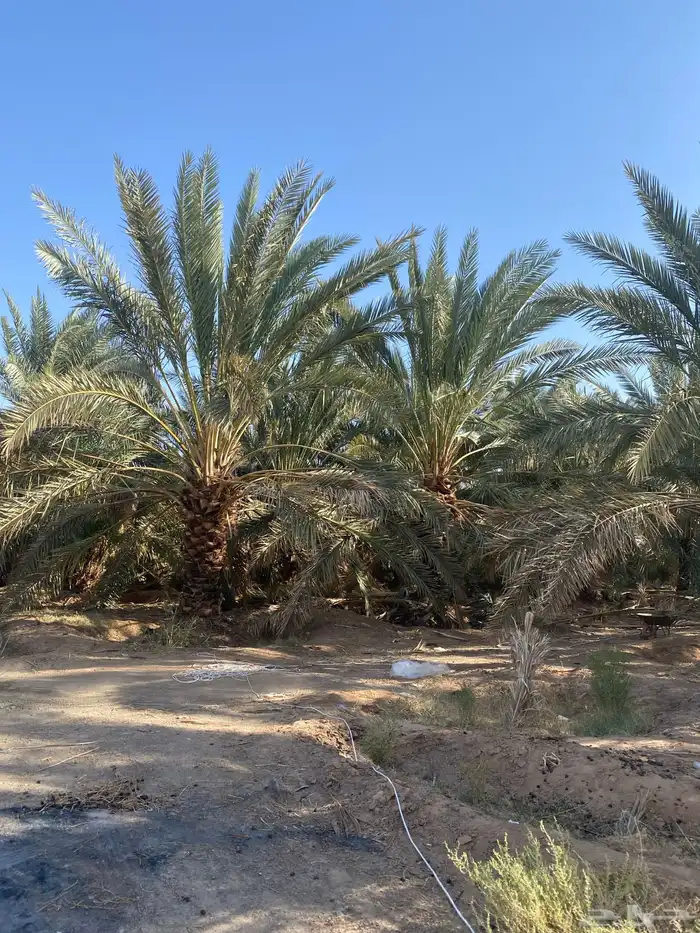 مزرعه الايجار المدينه الزباير 6