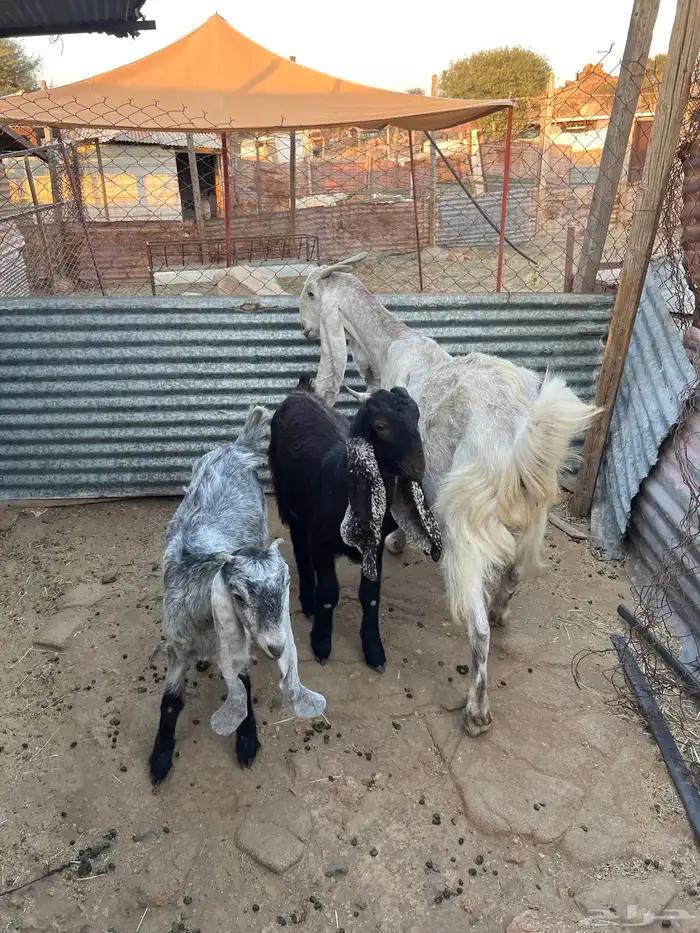 عنز متاومه 8