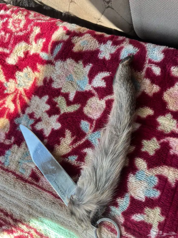 سكين عطافي ملبسه جلد وبر بري 0