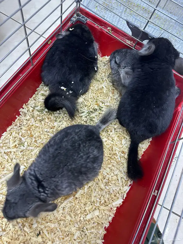 شانشيلا اليفين جدا Chinchilla 10