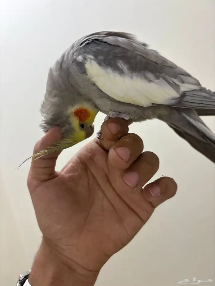 للبيع كروان متكلم لعوب تصفير النمر الوردي سلام عليكم بيكي 5