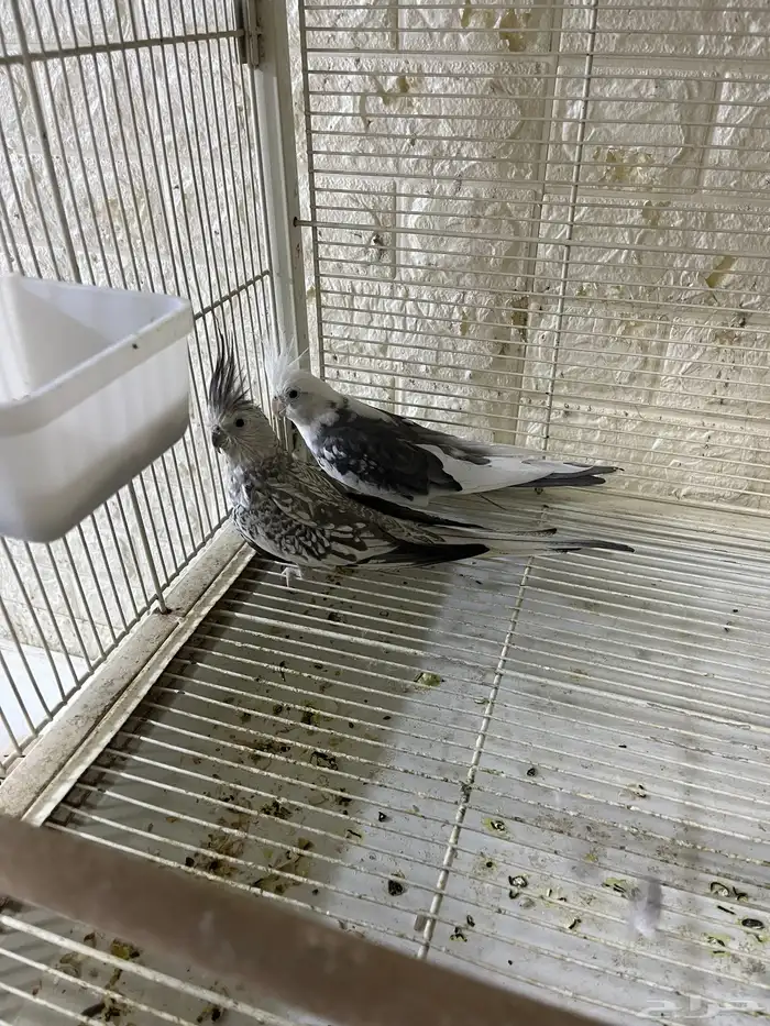 للبيع جوز كروان هولندي 3