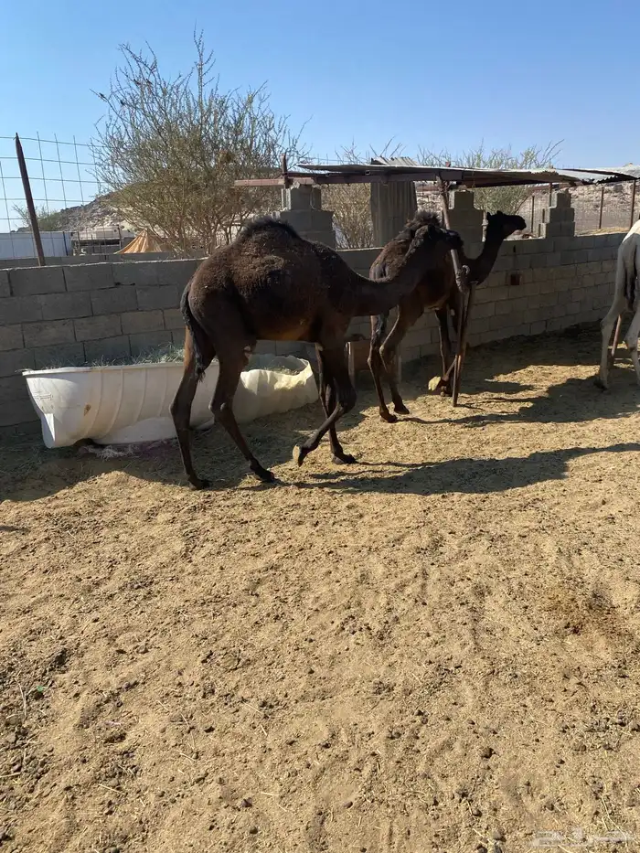 حشوان للبيع 5