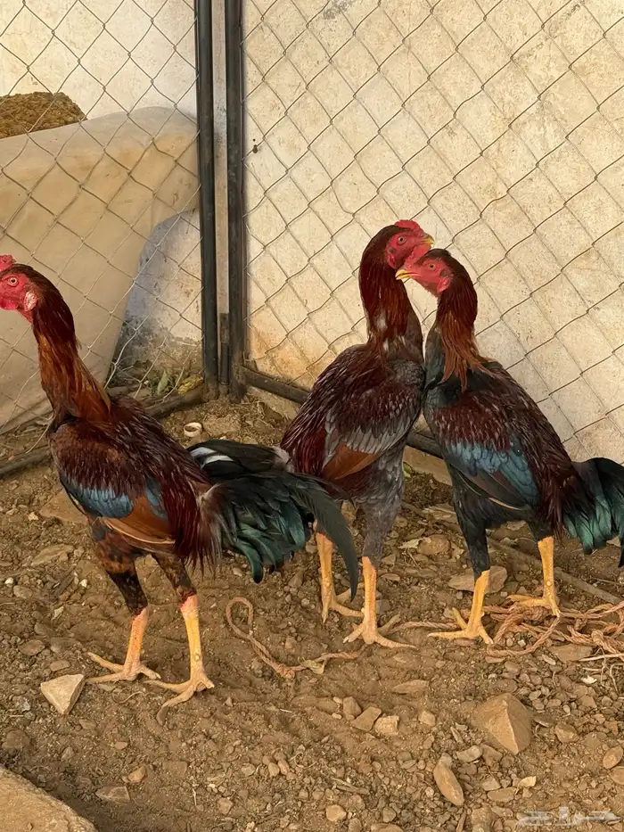 3 ذكور باكستاني نضيفة وا مشروط من كل شي 2