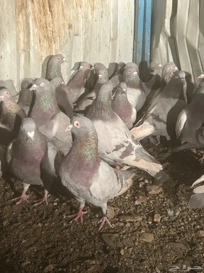 تم البيع الله يبارك لرعيه 1