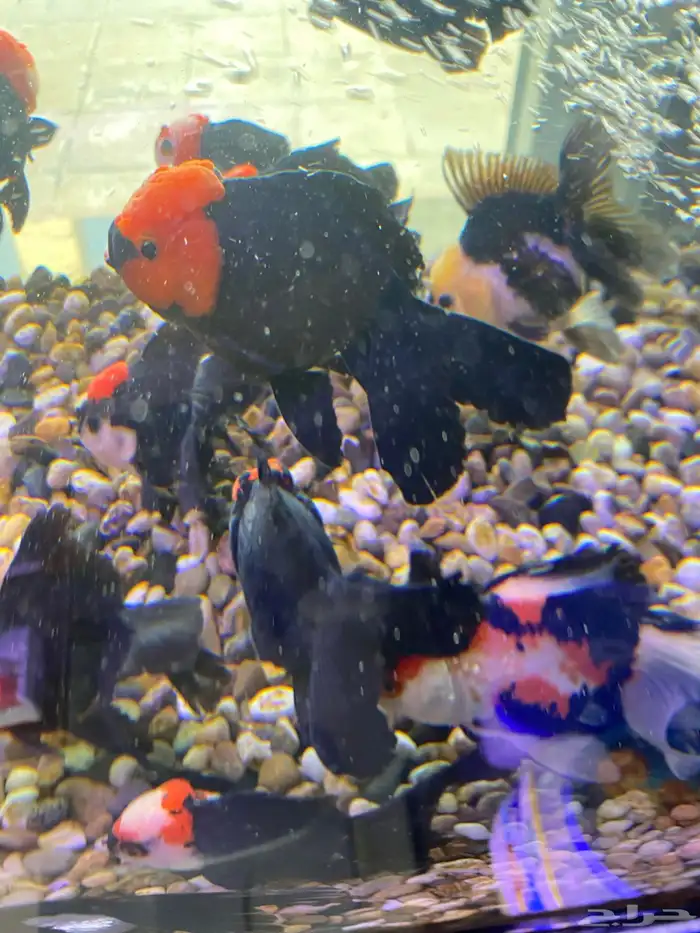 متوفر جميع أنواع اسماك الزينه متوفر جميع مستلزمات السمك 0