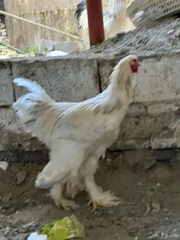 ديوك براهما 2 0