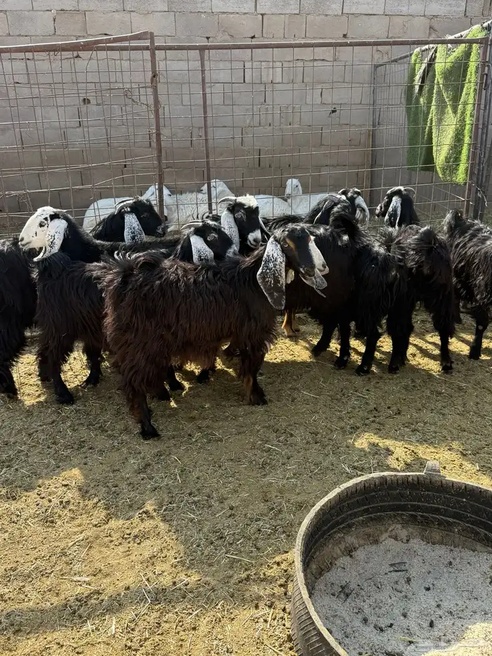 للبيع جفار عوارض وذري طيبه 5