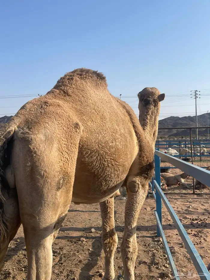 جمل للبيع 2