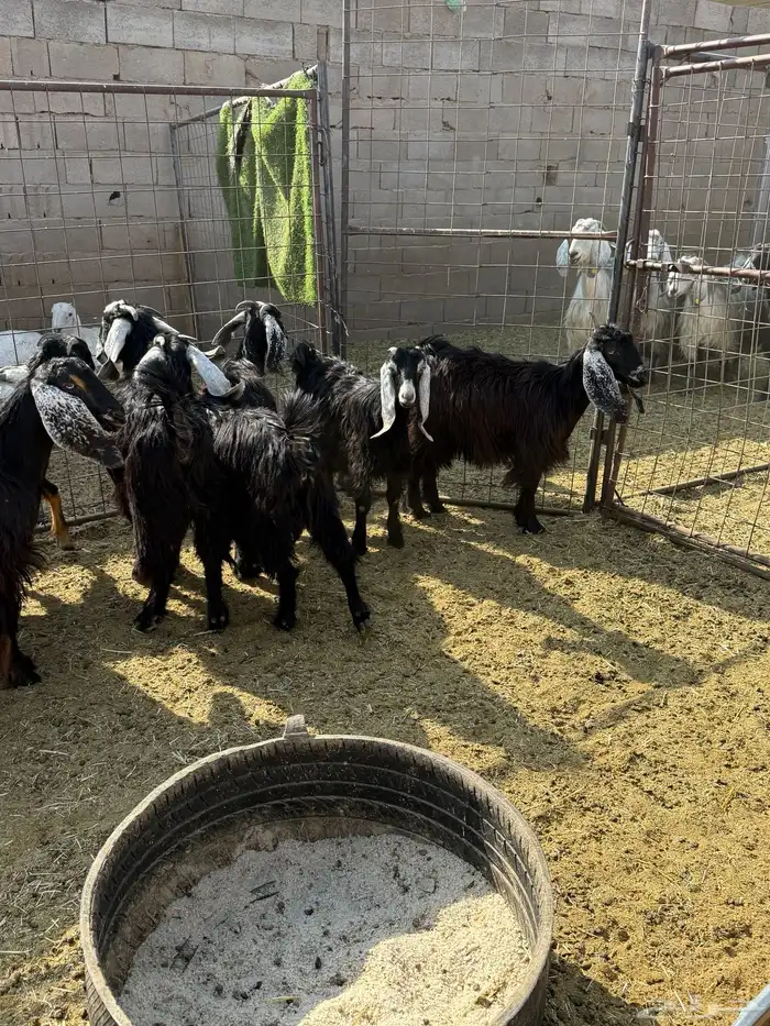 للبيع جفار عوارض وذري طيبه 8