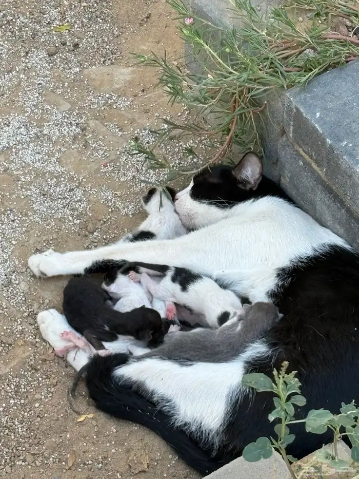 قطة للتبني لمن يريد الاحر عي وعيالها اليوم ولدت 2