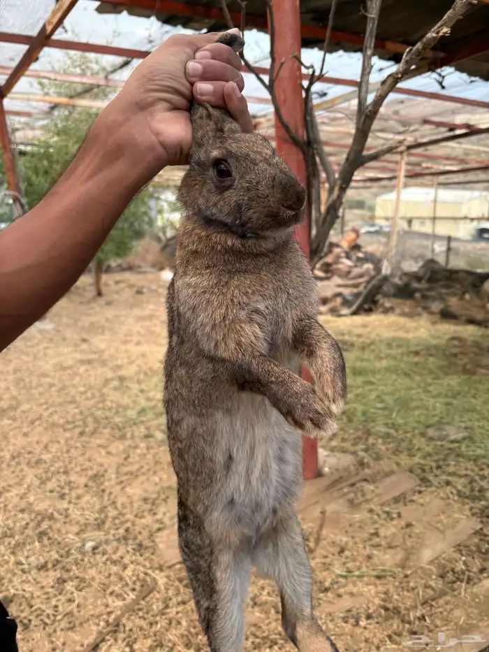 أرانب للبيع 1