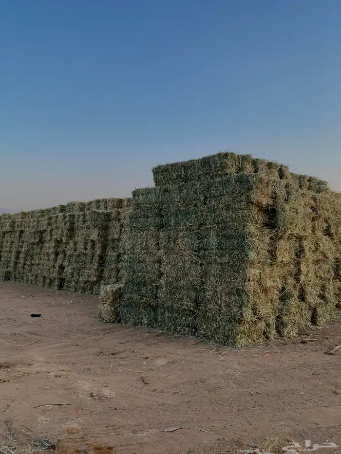 ذرة خضراء امريكي جديدة ( علف ) 2