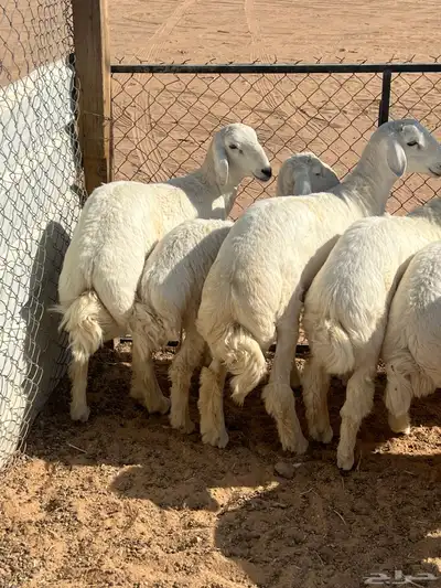 حري ذبايح فاخر index