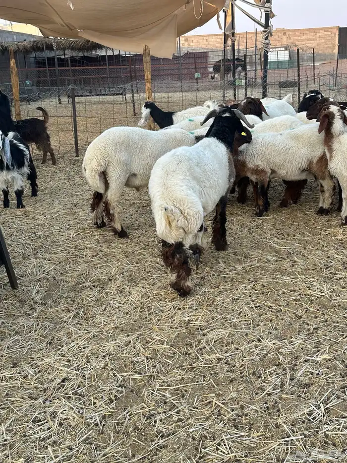 للبيع جذعان صنف مشاريع فحول 3