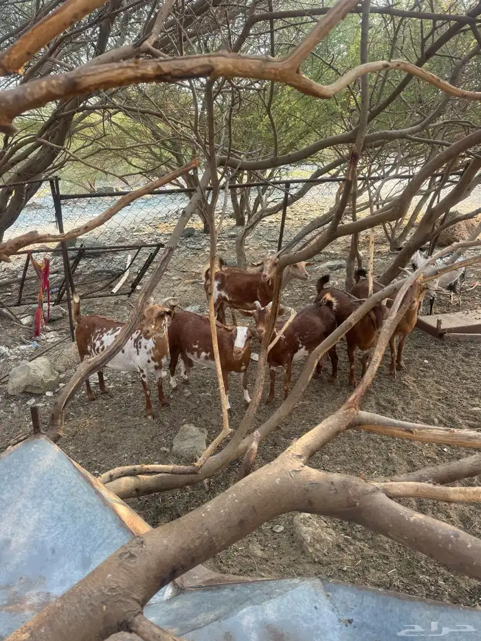 12 من الغنم عليها 8 4