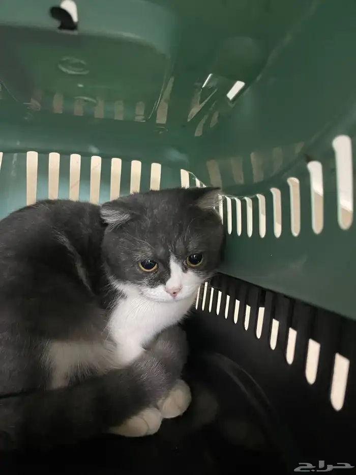 قط ذكر سكوتش فولد 1