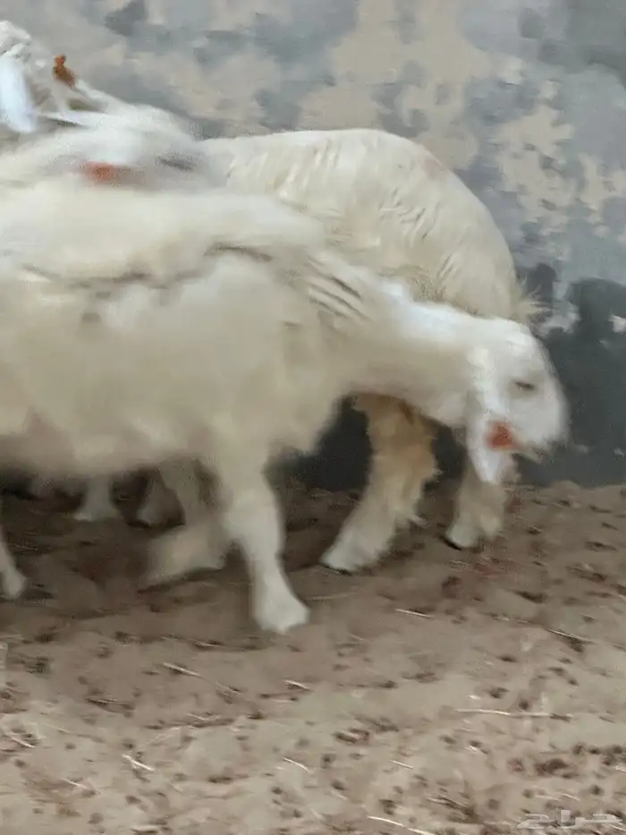 رخال حريات للبيع 5