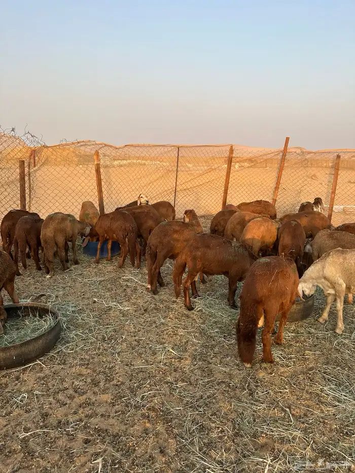 سواكني حمري طيب (تم البيع) 2