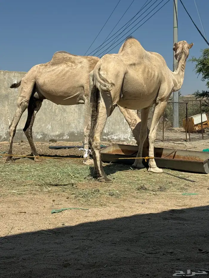 نياق للبيع لقح باقي لها شهر وتلد 1