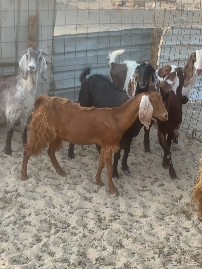 للبيع معزا شاميه ورفيديه والد 1