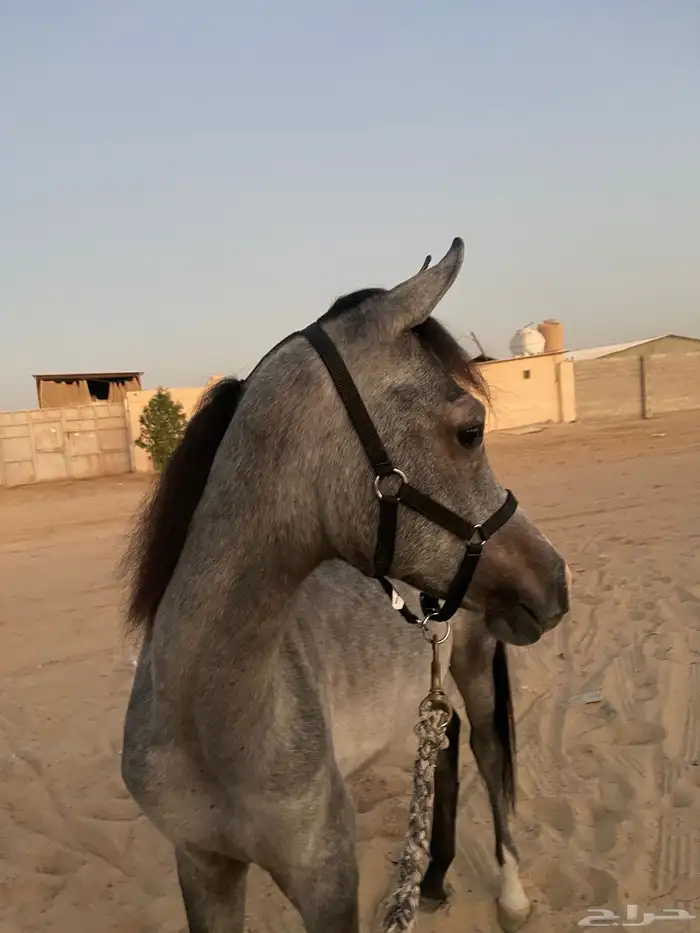 للبيع مهر واهو 1