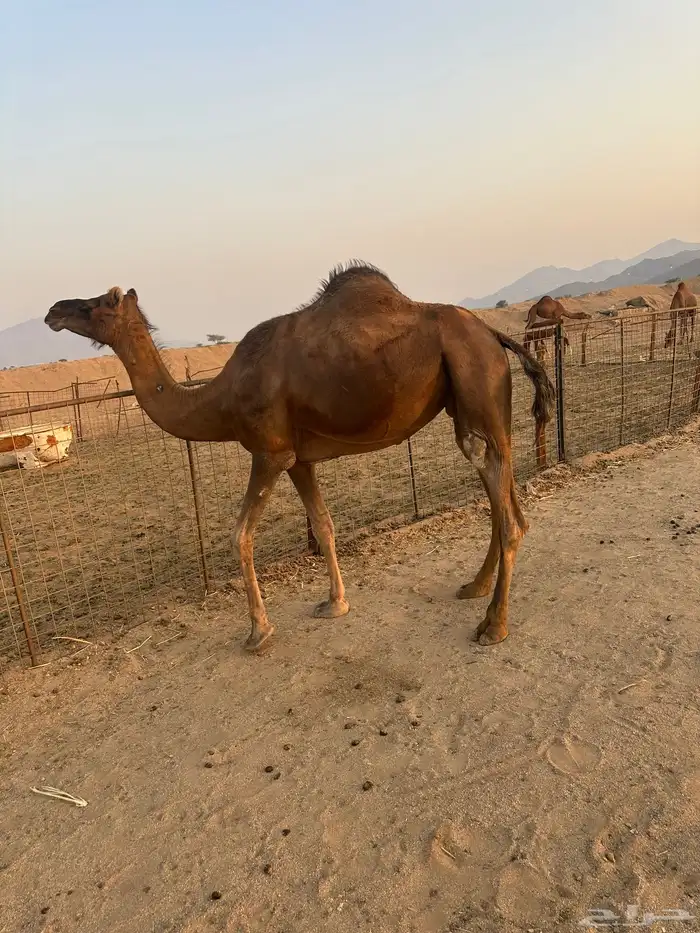 اعرض لكم ناقتين حمر دهم خلفه ولقحه 9