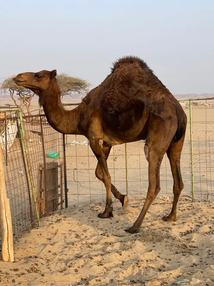 للبيع ناقه حايل الموقع املج 1