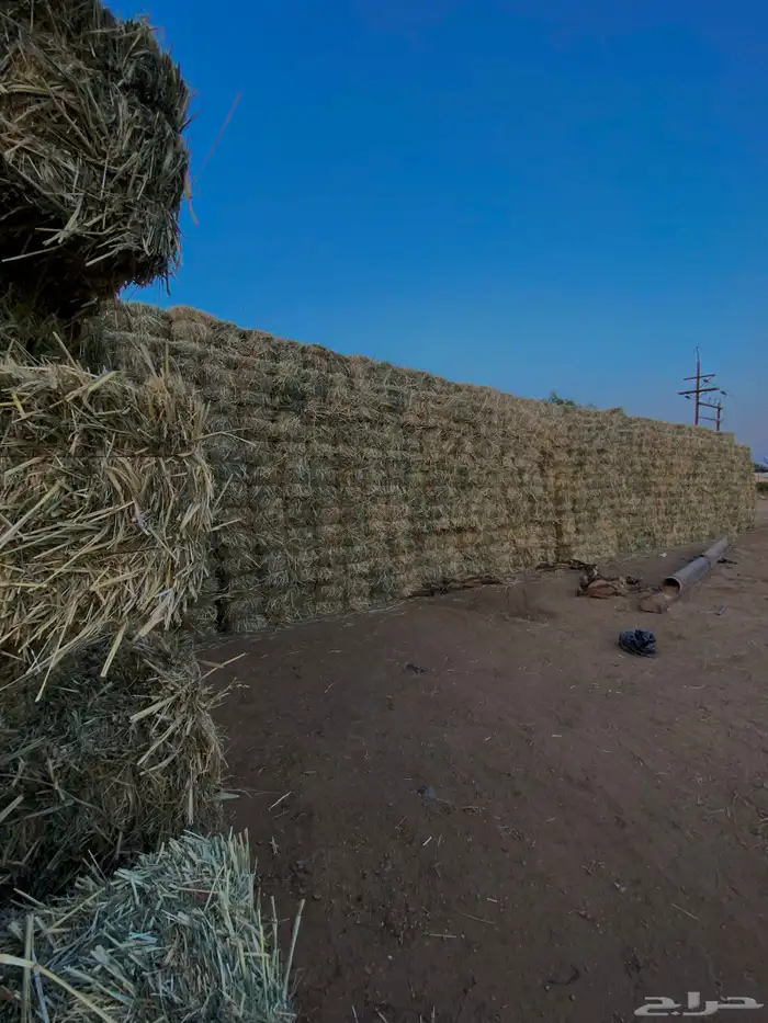 ذرة خضراء امريكي جديدة ( علف ) 8