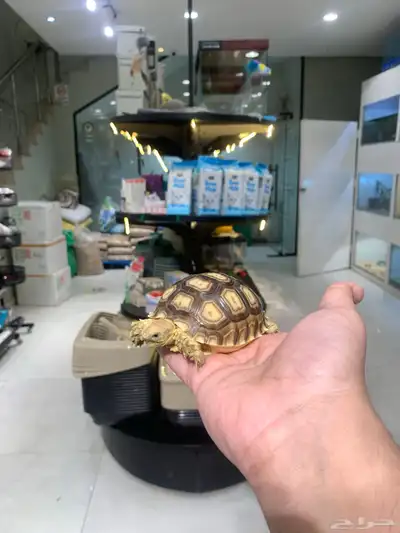 سلحفاة سولكاتا index