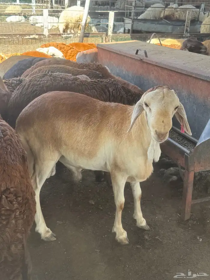 سواكني جذع 1