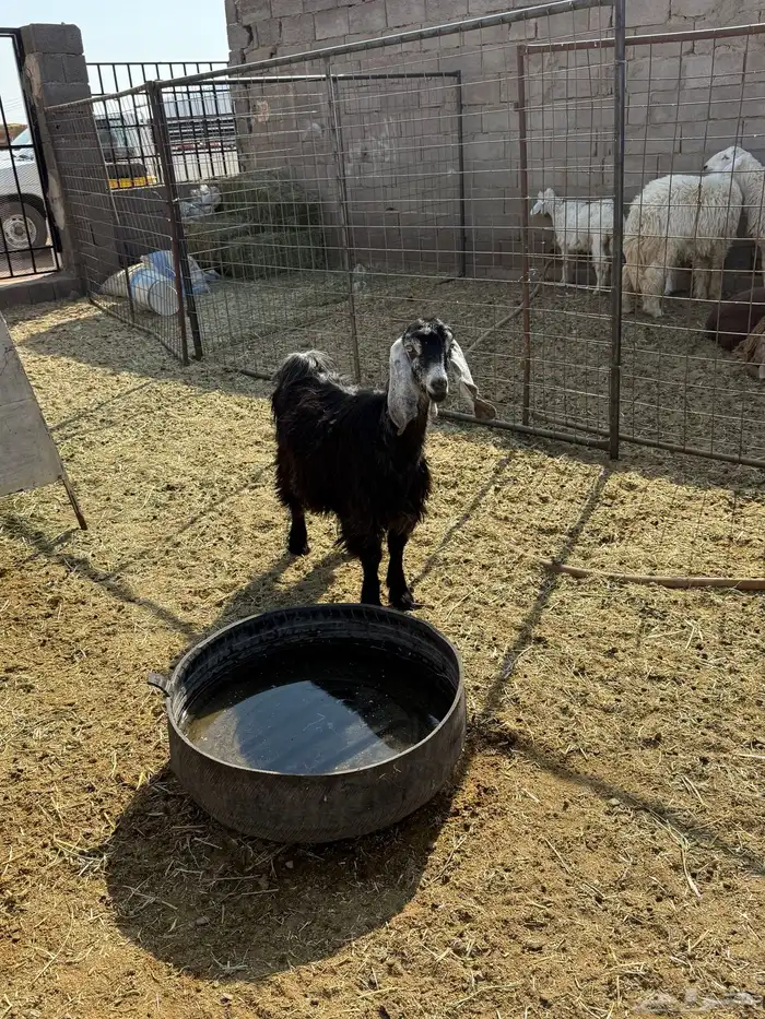 للبيع جفار عوارض وذري طيبه 7