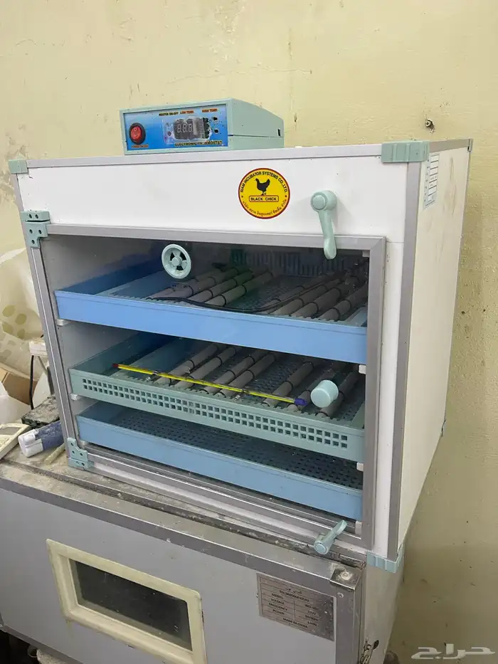 للبيع فقاسه برنسي فقاسه بلاك شيكن تايلندي 10