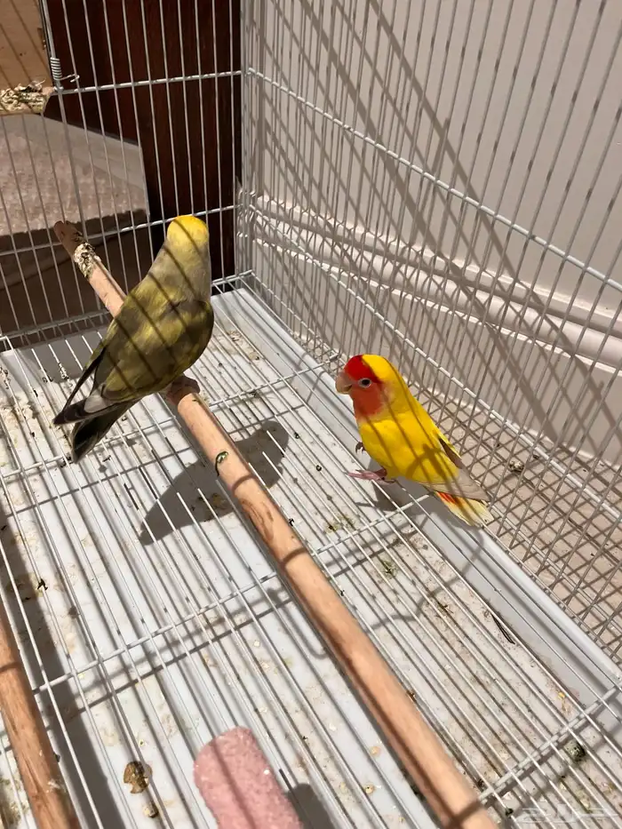 طيور روز جوز ذكر و أنثى منتج أليف و يغرد 0