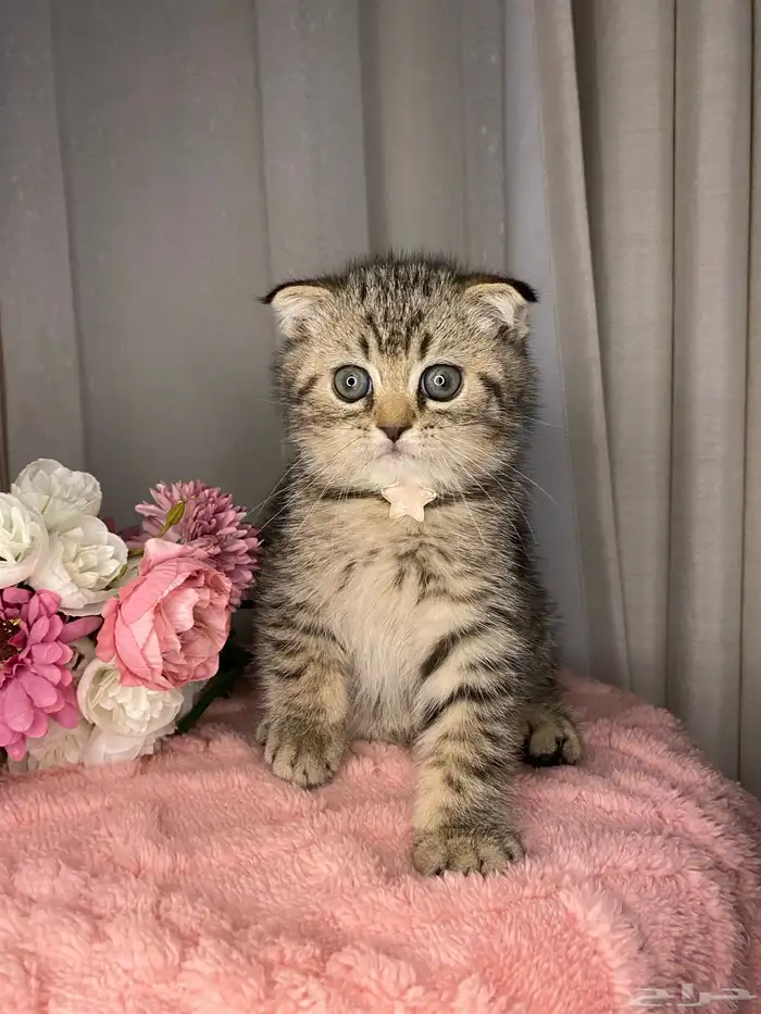 قطط سكوتش تربل فولد لونق هير وشورت هير للبيع 6