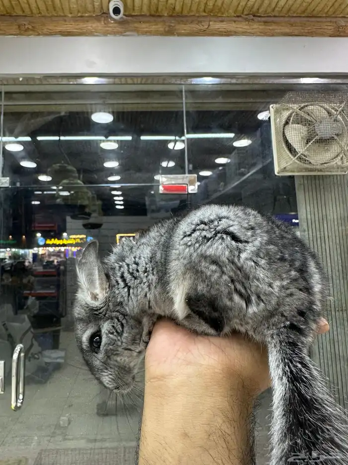 شانشيلا اليفين جدا Chinchilla 6