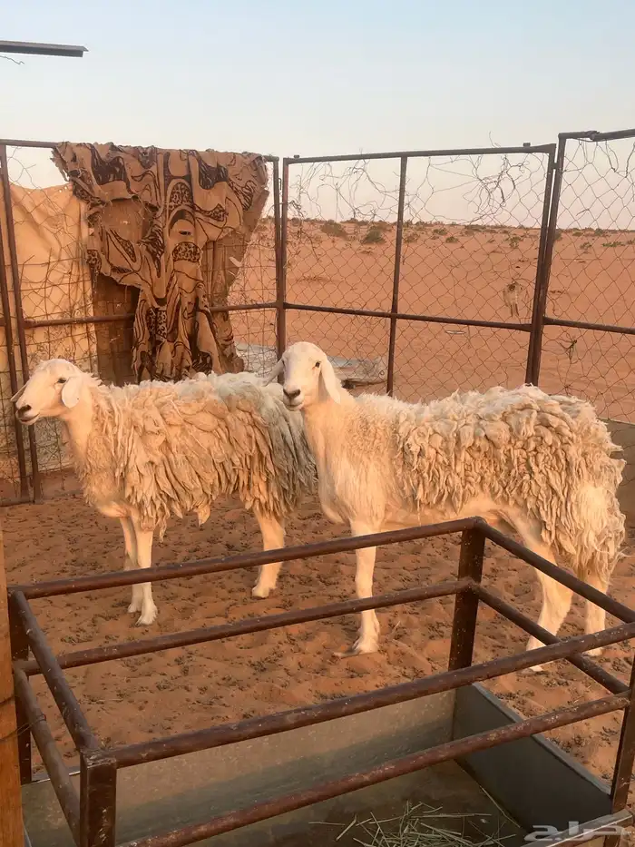 حريات حرش صنف 0