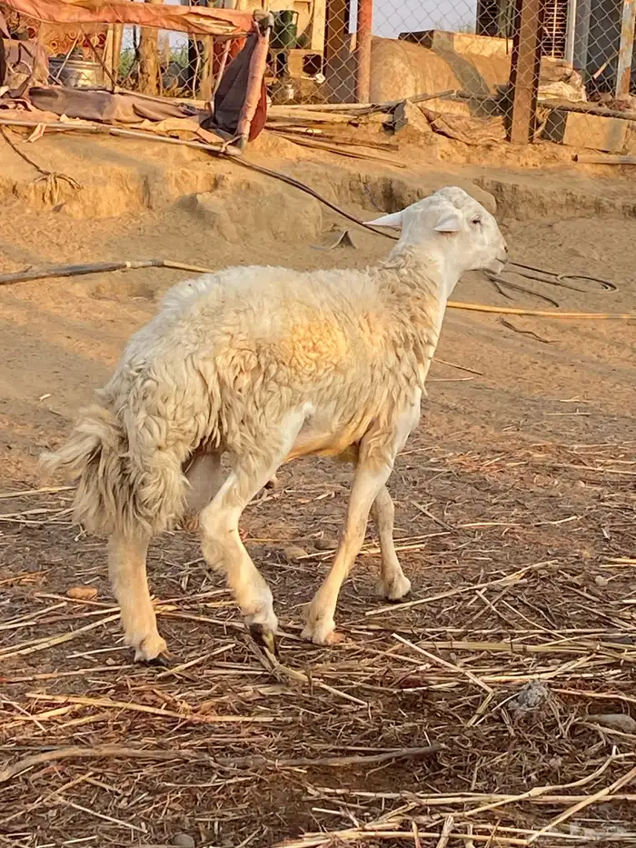 طلي فحل حري صنف الصنف 5