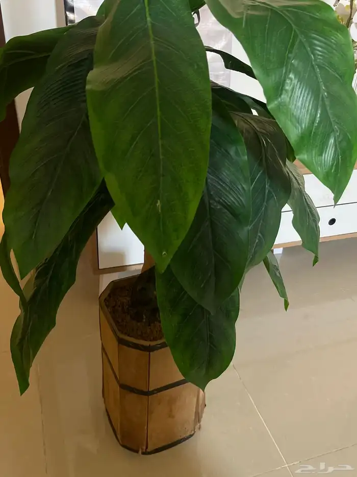 جديده للبيع سبب البيع نقل 0