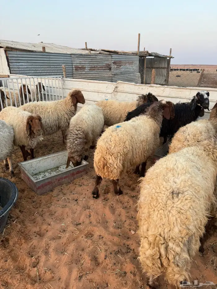 غنم نعيم صنف جبرة 3