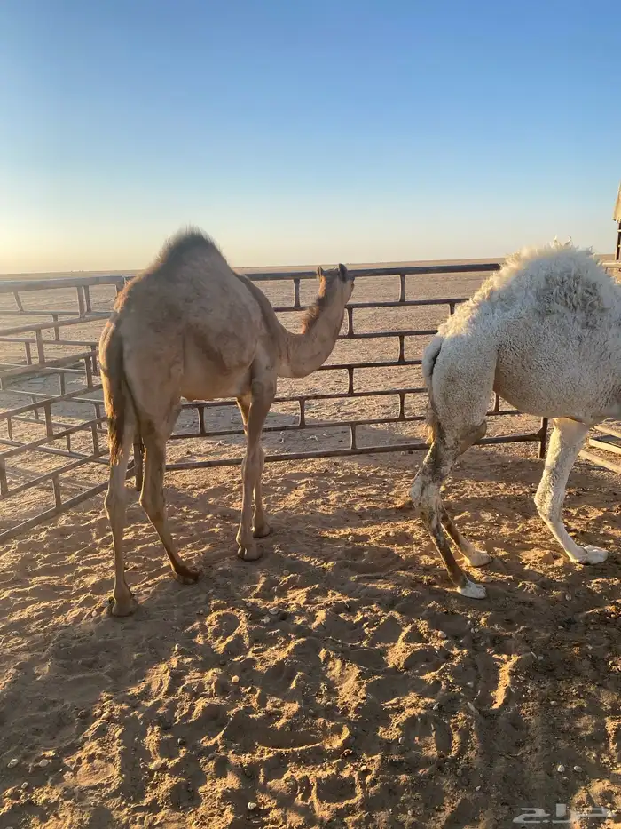 للبيع حشوا قصب كلهن ابكار سومهن خارج الموقع 3500 2