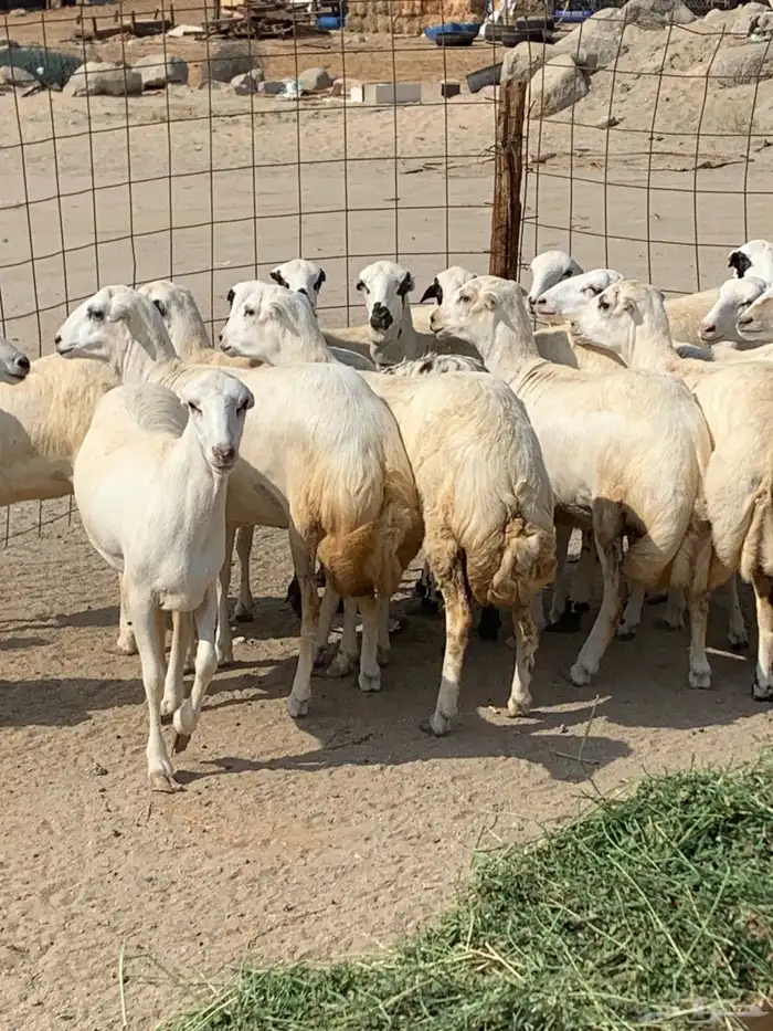 للبيع رخال ميديات طيبه بالحيل 2