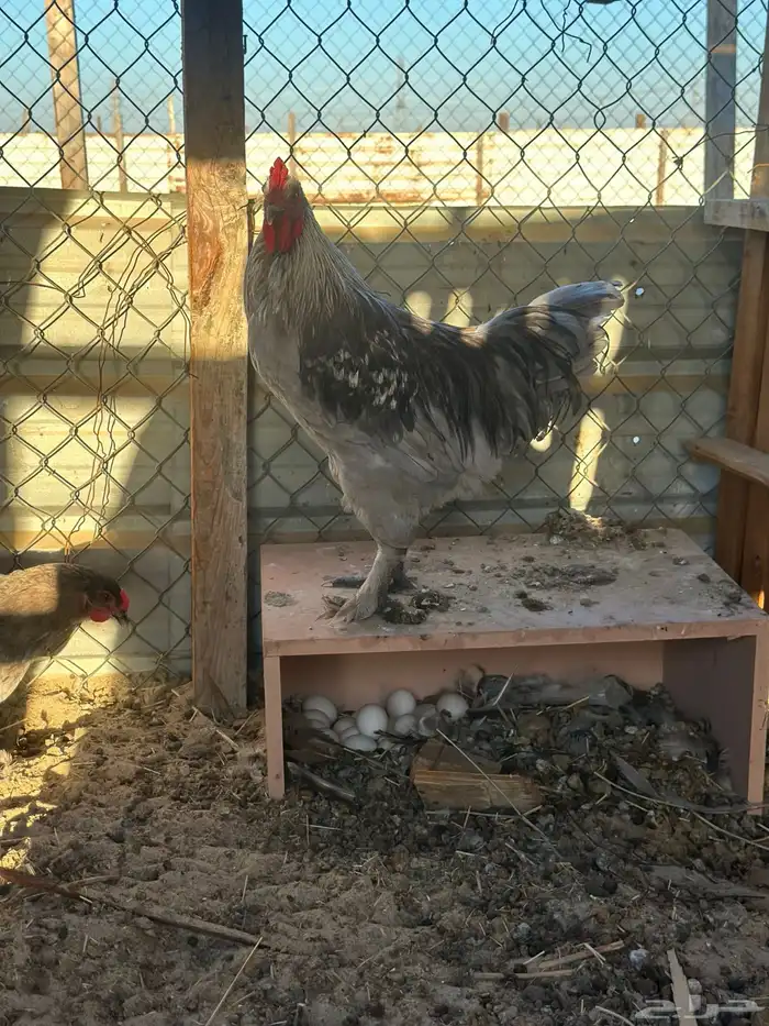 دجاج تركي وجوز خوارج 3