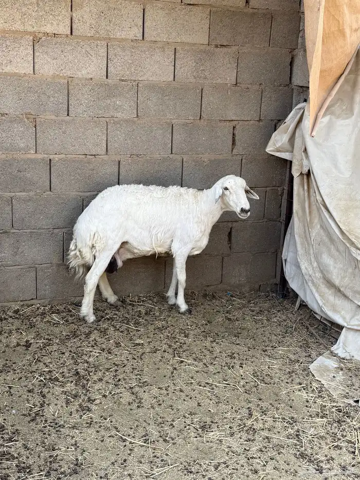 شاه حريه حايل 0